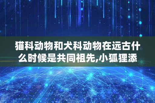 猫科动物和犬科动物在远古什么时候是共同祖先,小狐狸添加btc钱包