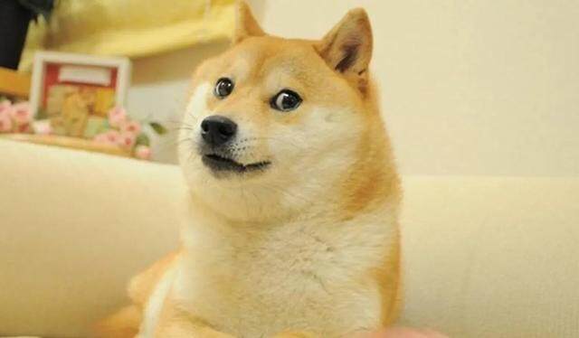 什么是“迷因币”？投资新宠「佩佩蛙币」席卷币圈-第3张图片-欧意下载