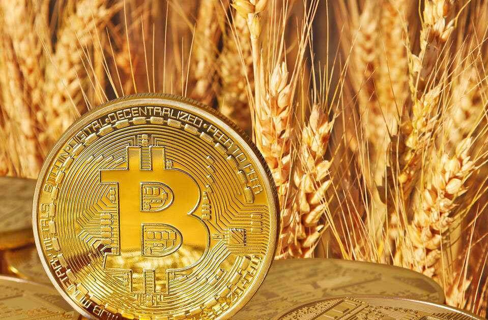 维卡币怎么投资(维卡币的投资价值)-第1张图片-欧意下载