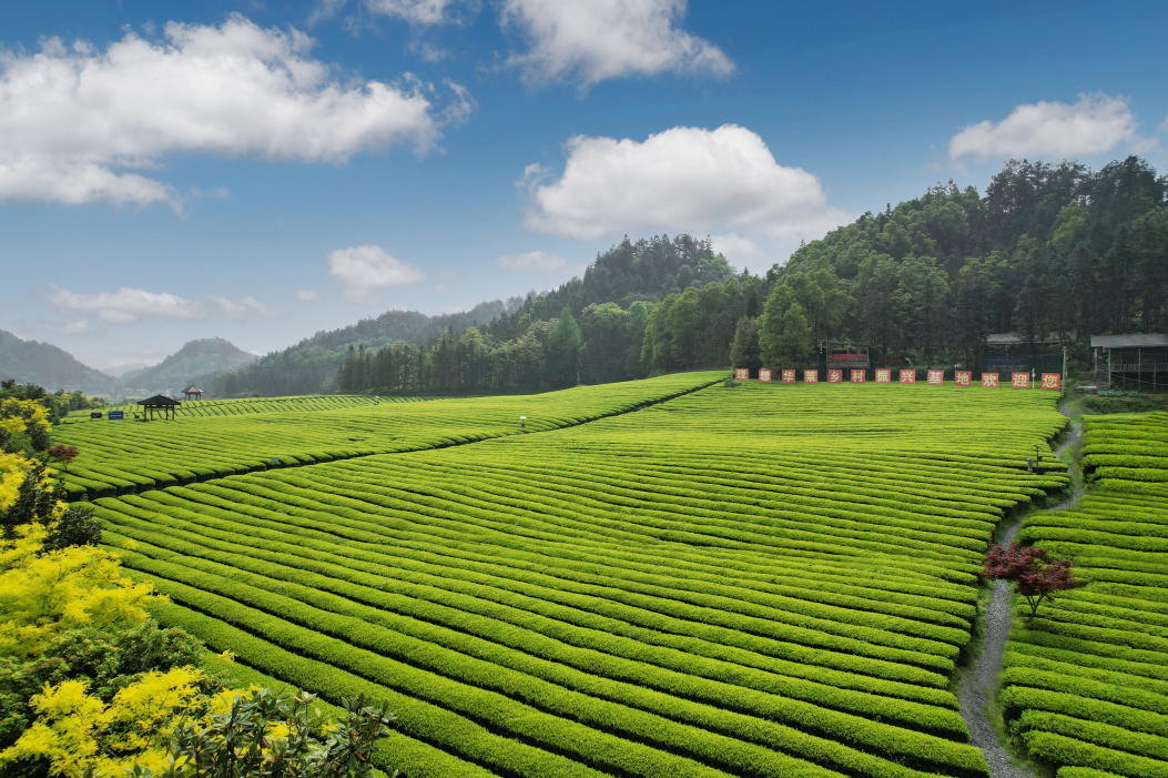 中国黑茶：和美天下 创享未来