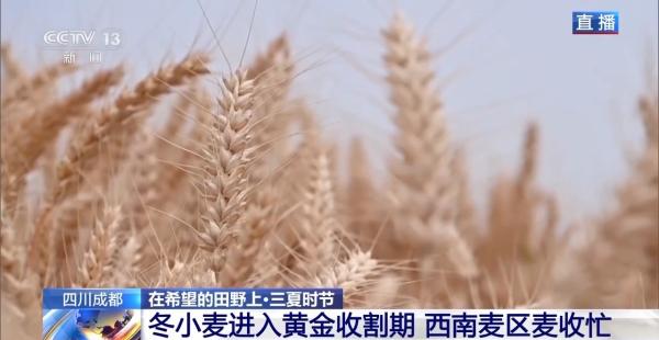 小麦也有“身份证” 丰收和播种在这里“同框”