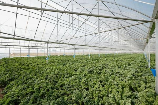 持续升级自然健康原料，喜茶羽衣甘蓝实现零农残种植