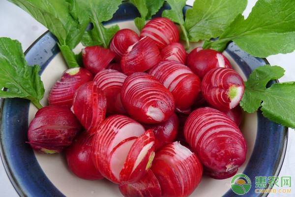 樱桃萝卜种植时间和方法（十种适合懒人种植的蔬菜）