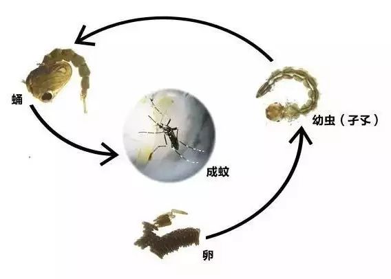 蚊子的幼虫叫孑孓怎么读（孑孓）