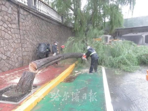 白杨树的特点（白杨树的特点象征意义）