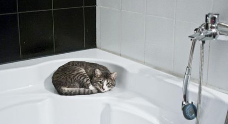 猫的体温多少是正常的（猫的体温多少是正常的范围）