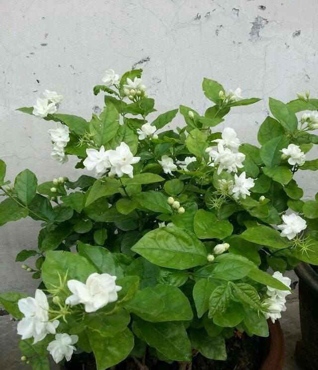 茉莉花什么时候扦插成活率高（茉莉花什么时候扦插成活率高一些）
