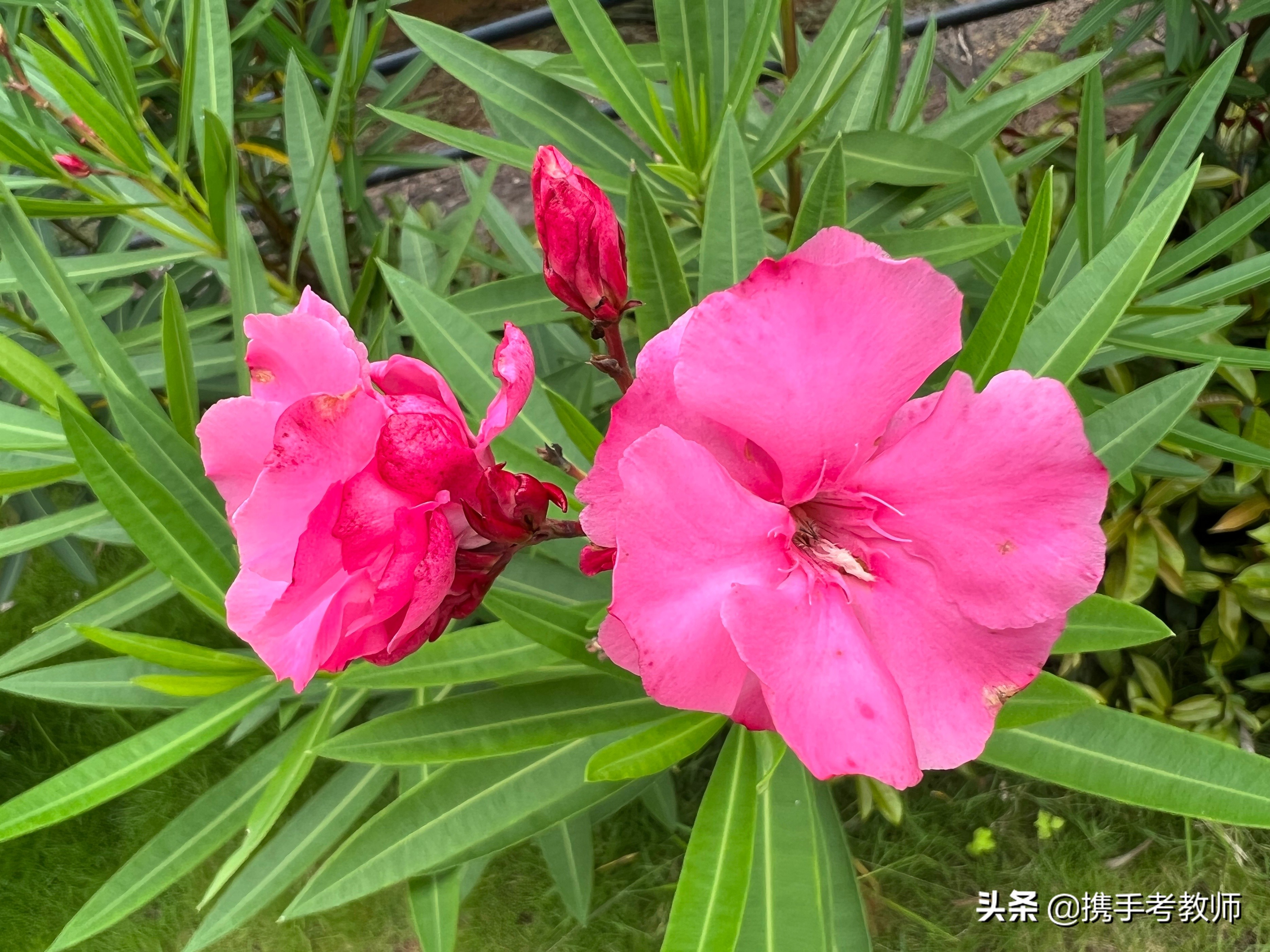 亵玩焉怎么读（亵玩的拼音怎么写的拼）